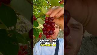 Chokecherries Live Up To Their Name chokecherry cherries foraging [upl. by Held]