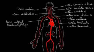 angiologie LaMedecineChezVous [upl. by Hercule]