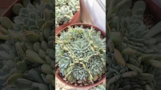 echeveria elegans succulent plants [upl. by Aicercal]