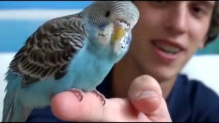 Comment apprivoiser une perruche avec William et Rowdy Part 01  How to tame a parakeet [upl. by Tate]