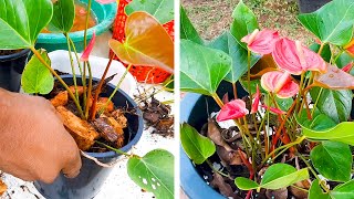 What is the Best Potting Mix for Anthurium  Anthurium Care Tips  Learn Gardening [upl. by Nebur]