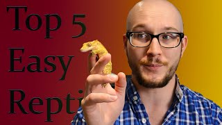 Top 5 Easiest Low Maintenance Reptiles [upl. by Meg]