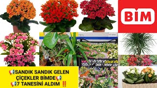 📢BİMDE ÇİÇEK AKINI VAR📢YEDİ TANESİNİ ALDIM‼️KALANŞO ÇİÇEĞİ NASIL YETİŞTİRİLIR❓MarginataDeve Tabanı [upl. by Ettie]