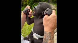 Baby Gorilla 🦍… Monkeys [upl. by Chasse]