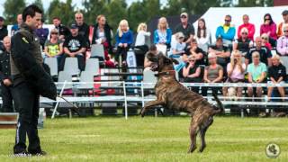 Hollandse Herdershond  En allsidig och robust brukshund [upl. by Ahsilaf730]