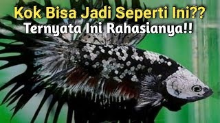 Bongkar Rahasia Ikan Cupang Crowntail Trend Terbaru [upl. by Nnaael740]