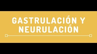 Gastrulación y neurulación 🔘 by Jaime Daniel Guerrero [upl. by Hiroko]