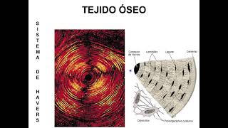 TEJIDO ÓSEO [upl. by Alidis]