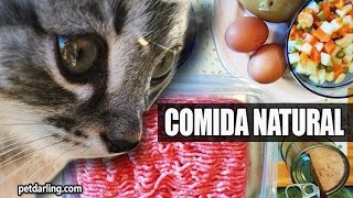 COMIDA CASERA PARA GATOS ★ PetDarling Recetas 1 [upl. by Nylrahc]