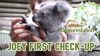 Koala Joey First Checkup  Rainforestation Nature Park  Kuranda  Queensland [upl. by Konrad622]