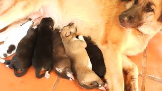 Newborn Puppies cute has 6day confused mum EP9 [upl. by Joellen]