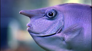 Facts The Unicornfish [upl. by Aniz]