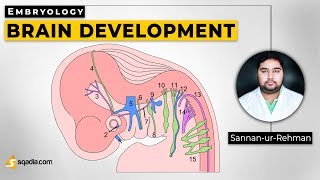 Brain Development  Embryology Lecture Library  Medical Student VLearning [upl. by Eglanteen]