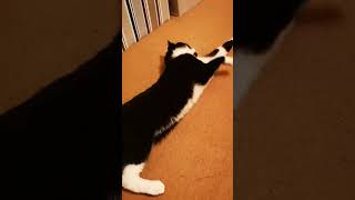 A Rollover Straight to a Pose cat tuxedocat catlover rollover furryson kitty tux cute pets [upl. by Raamaj516]