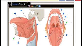 Tongue Muscles Genioglossus Hyoglossus Valate papilla Palatine tonsil Palatoglossus [upl. by Seuqramed]