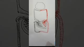 Diagrammatic representation of exchange of gasesShorts BDEDUCATION Viral [upl. by Mayne]