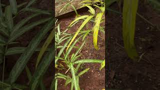 Uraria picta a threatened medicinal plant of India medicinal odisha conservation [upl. by Ebert246]