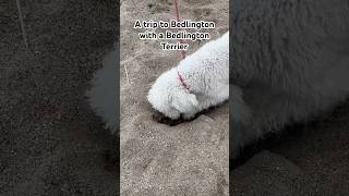 A trip to Bedlington with a Bedlington Terrier gottagetaway letsgetaway unplugging [upl. by Chaing104]