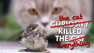 Cats Kill Billions Of Birds Every Year It’s Time For That To Stop [upl. by Flower65]