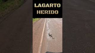 lagarto herido [upl. by Raychel]