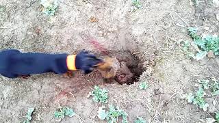 Такса Адель витягує лиса Hunting Fox Badger Hole dachshund jamnik teckel bassotto [upl. by Kimberli]