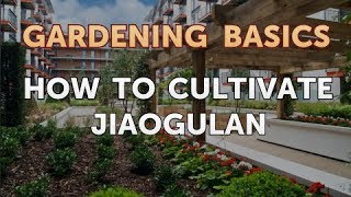 How to Cultivate Jiaogulan [upl. by Notlil986]