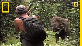 Survival Guide Elephant Charge  National Geographic [upl. by Hekking]