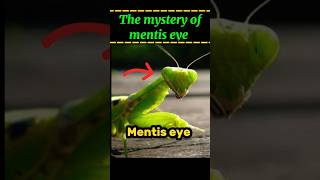 The mystery of mentis eye  why mentis always stairs on you  facts factsmine shorts [upl. by Mareld]