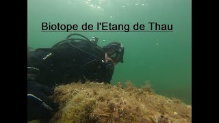 Biotope de lEtang de Thau [upl. by Celeski]