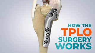 CCL Tears and How a TPLO Surgery Works [upl. by Miun584]