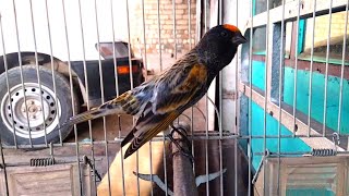 Gulsar Singing  Parachinar Fronted bird گلبسر خوش خوان و مست [upl. by Charo]