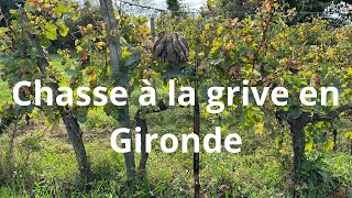 Chasse à la grive en Gironde [upl. by Reta]