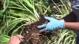 Dividing Iris and Daylilies Produced by Tagawa Gardens a partner in PlantTalk Colorado [upl. by Ennailuj]