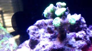 Whats wrong with my candy cane coral [upl. by Job831]