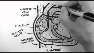 Anatomy of the Heart [upl. by Noellyn505]