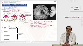 Embriología Desarrollo del sistema digestivo Embriología del sistema digestivo [upl. by Athallia]