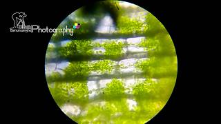 Cyclosis of Hydrilla Leaf under light microscope [upl. by Sharai353]