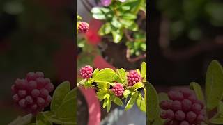 Calliandra tweedii Permanent plant powderpuff [upl. by Nylkaj842]