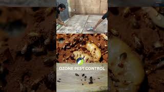 Ozone Pest Control The Best Termite Treatment in Krishna Nagar Delhi termites termitecontrol [upl. by Llenart]