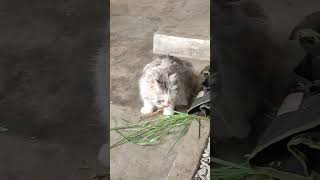 Cimi si kucing herbivora 🤣 feedshorts kucinglucu [upl. by Anitroc]