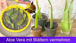 Aloe Vera mit Blättern Stecklingen vermehren [upl. by Worlock]