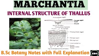 MARCHANTIA  Internal Structure of Marchantia Thallus  BSc Botany Notes with Full Explanation [upl. by Kella]