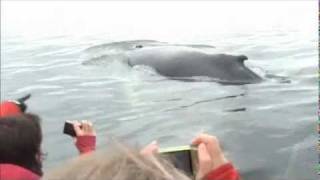 Les baleines à Tadoussac 2wmv [upl. by Yetti366]