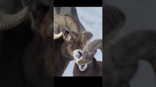 Deers Fighting wildlife animals nature deer [upl. by Bubalo345]