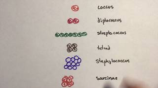 Microbiology  Arrangement Of Cocci Bacteria [upl. by Anazus]