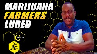 JAMAICAN CANNABIS GROWERS Are Being Lured Abroad With Promises Of A Better Life  AssayCulture [upl. by Nyleimaj]