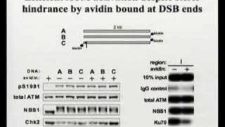 Signal Transduction in Disease and Response to DNA Damage [upl. by Anigar547]