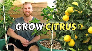 Guide To Planting Citrus Trees At Home  Lemon Lime Kumquat amp Calamondin [upl. by Chill]