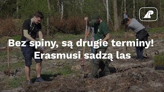 Bez spiny są drugie terminy Erasmusi sadzą las [upl. by Ahsanat]