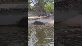 Farting hippo 🦛 in zoo [upl. by Alick368]